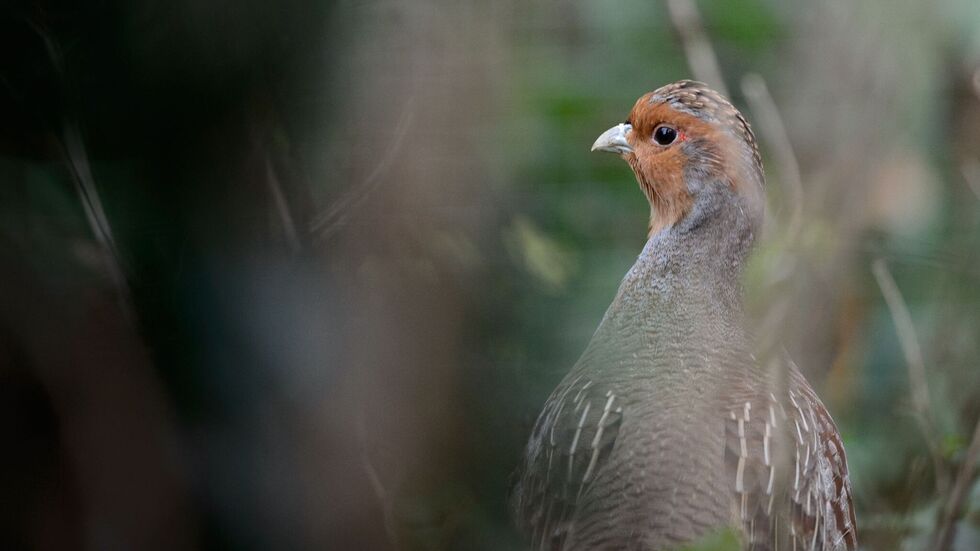 Das Rebhuhn ist ein Bodenbrüter. (Archivbild)
