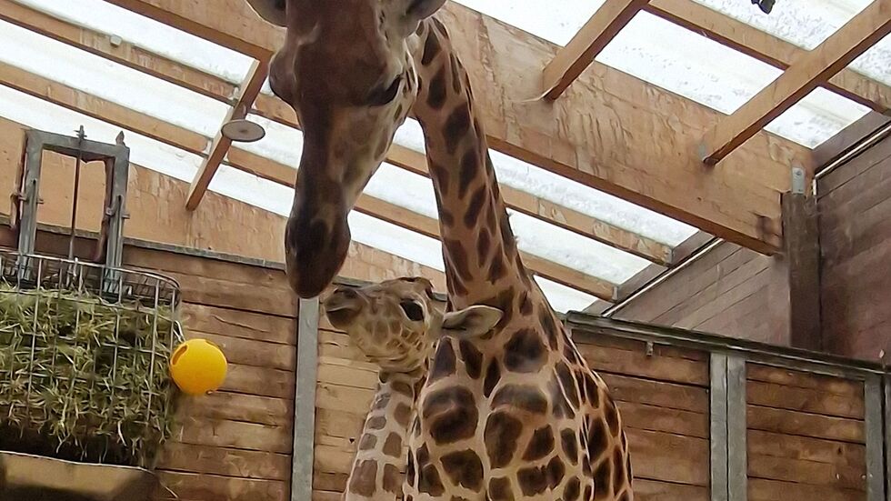 Die fünfjährige Giraffe Tamika brachte Ende Juli ihren Nachwuchs zur Welt. (Archivbild)