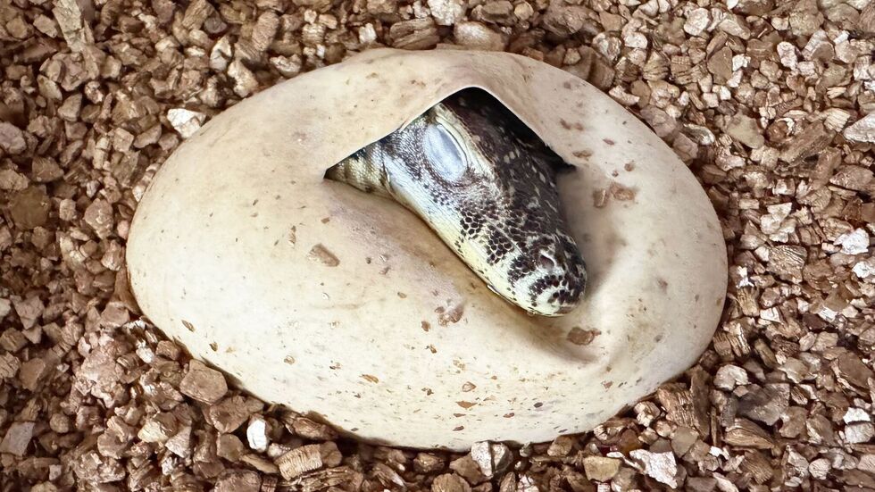 Im neu eröffneten Terrarium im Leipziger Zoo gibt es auch jüngst geschlüpfte Komodowarane zu sehen. (Handout)