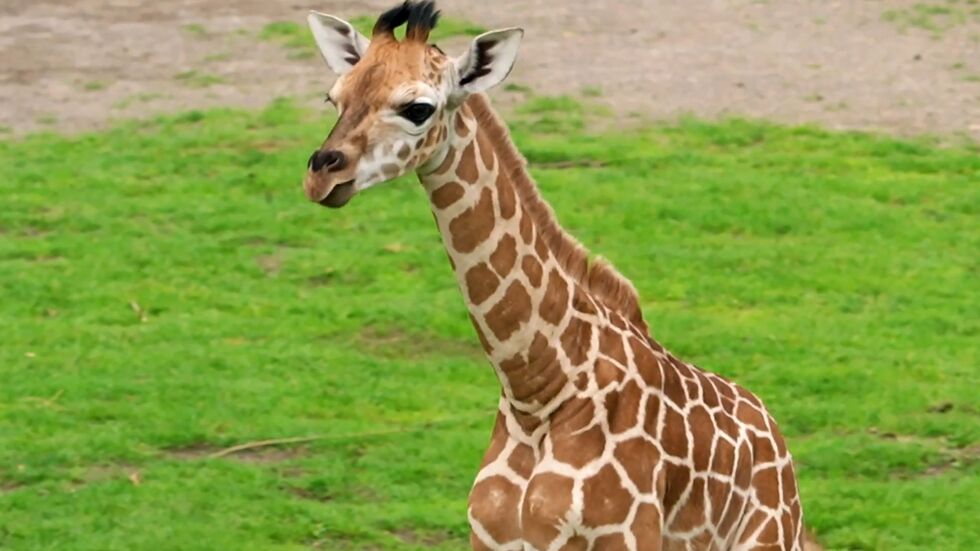 Den Zoo erreichten über 1.600 Namensvorschläge für den Giraffennachwuchs. (Archivbild)