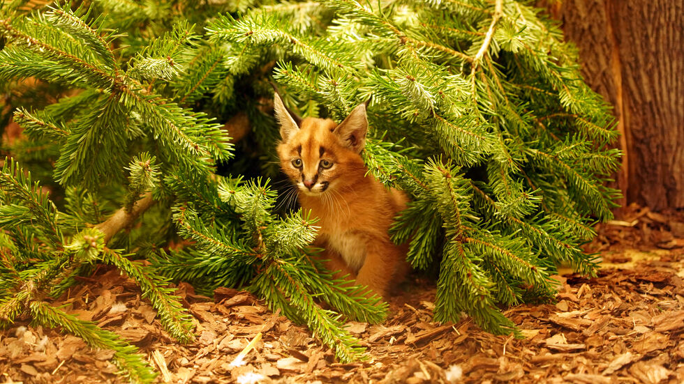Karakal Jungtiere sind in den ersten Lebenstagen noch blind und somit auf den Schutz der Wurfhöhle und des Muttertiers angewiesen. 