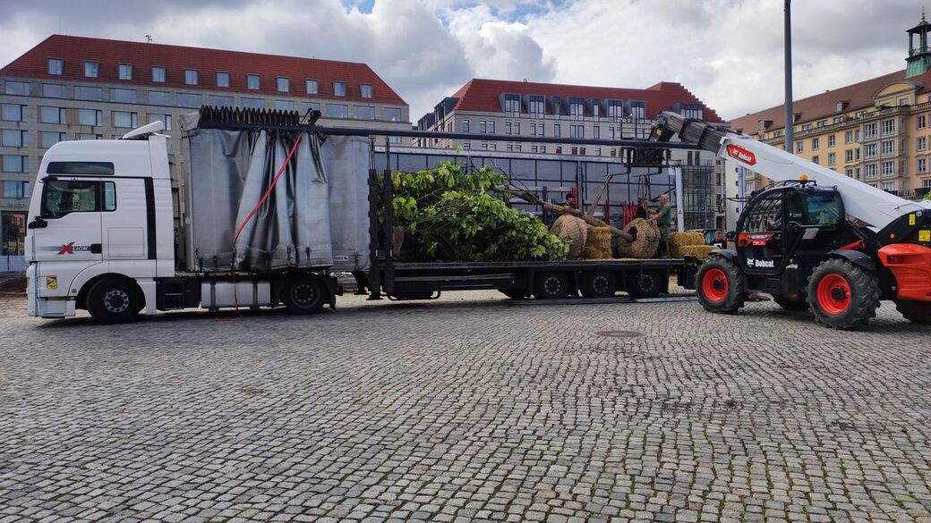 Mit einem Kran werden die Bäume aus dem LKW gehoben.