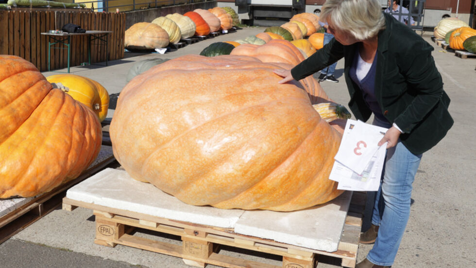 Antje Winkelmann vom Spargel- und Erlebnishof Klaistow prüft einen Riesenkürbis, der bei der Kürbiswiegemeisterschaft ins Rennen gehen soll. Auch eine Kürbisausstellung ist unter dem Motto „Kürbis, Küste, Kabeljau“ zu bestaunen.  