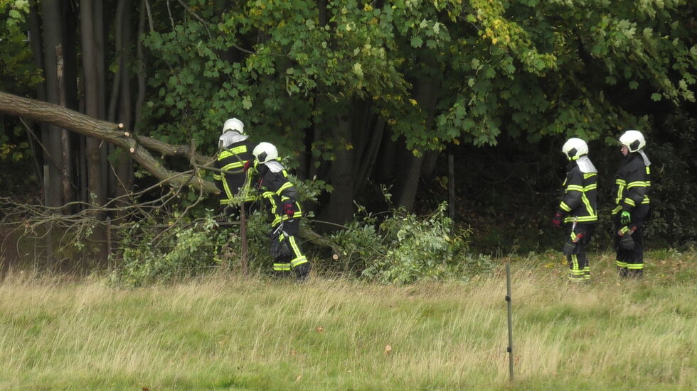 Durch den kaputten Zaun konnten zwei Schafe ins Freie gelangen.  Durch den kaputten Zaun konnten zwei Schafe ins Freie gelangen.