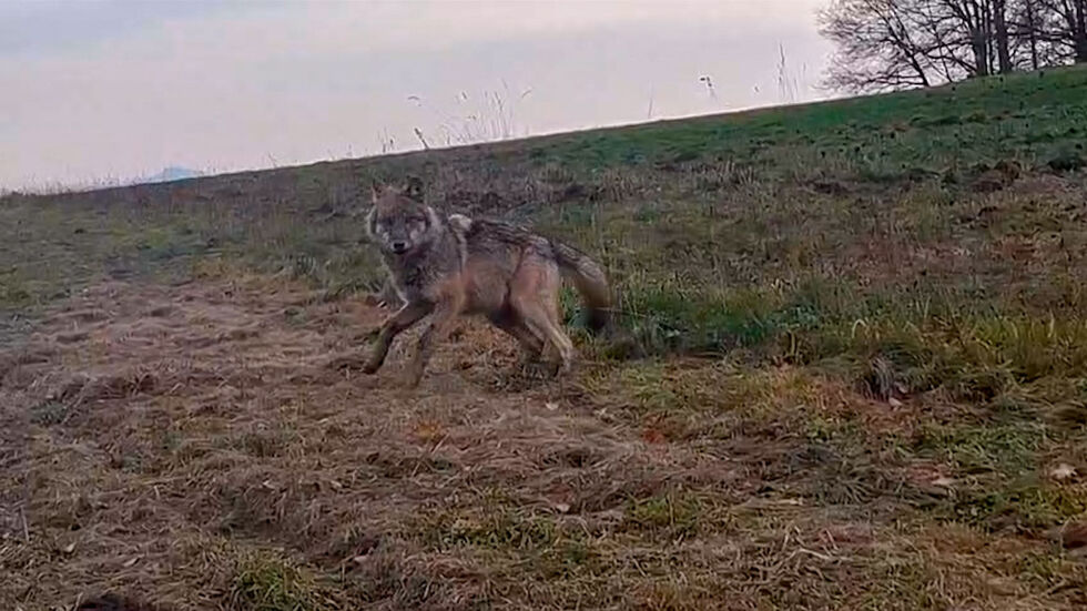 Er will doch nur spielen... Er will doch nur spielen...