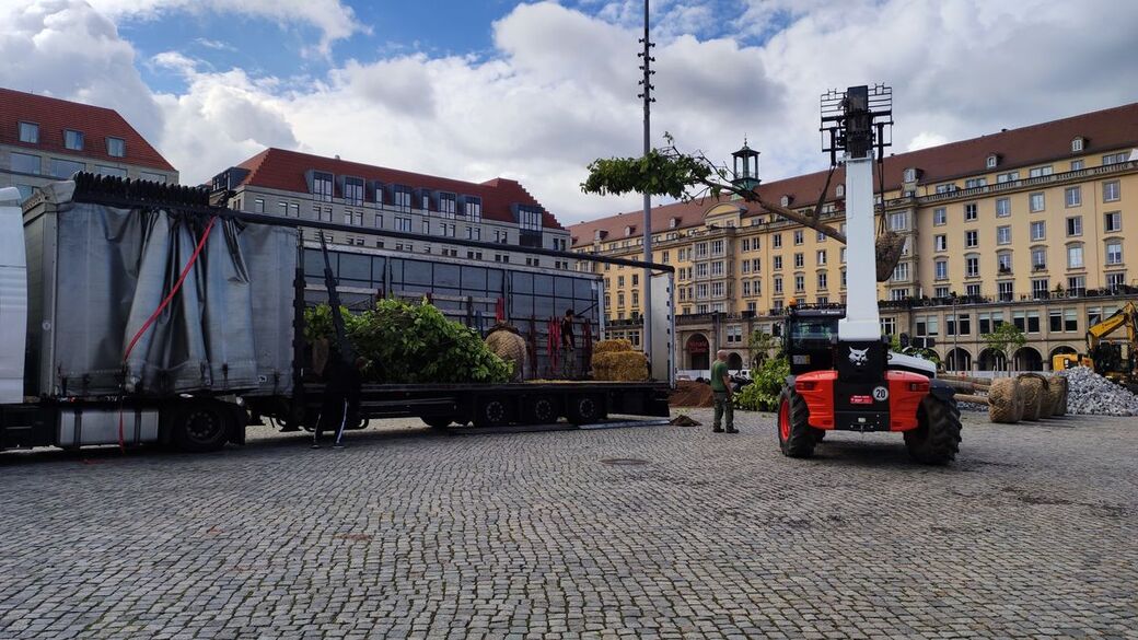 Fünf Bäume passen in einen der LKW.