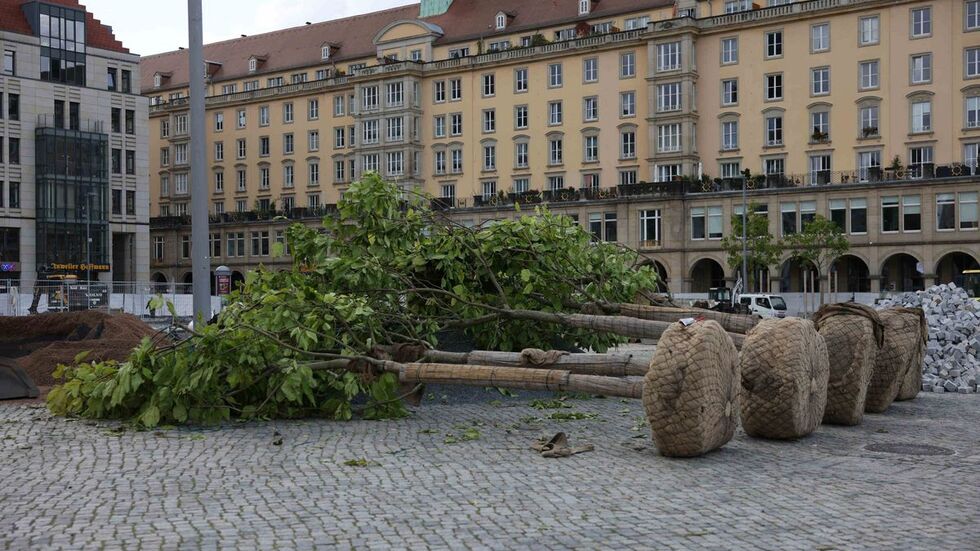 Die Bäume liegen zunächst auf dem Platz...