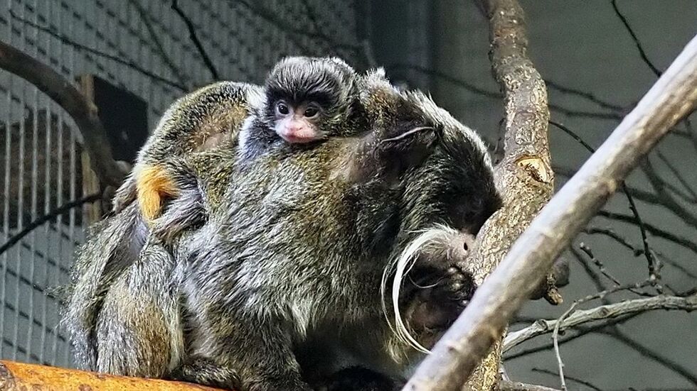 Die Kaiser-Schnurrbart-Tamarin-Zwillinge auf dem Rücken ihres Vaters 