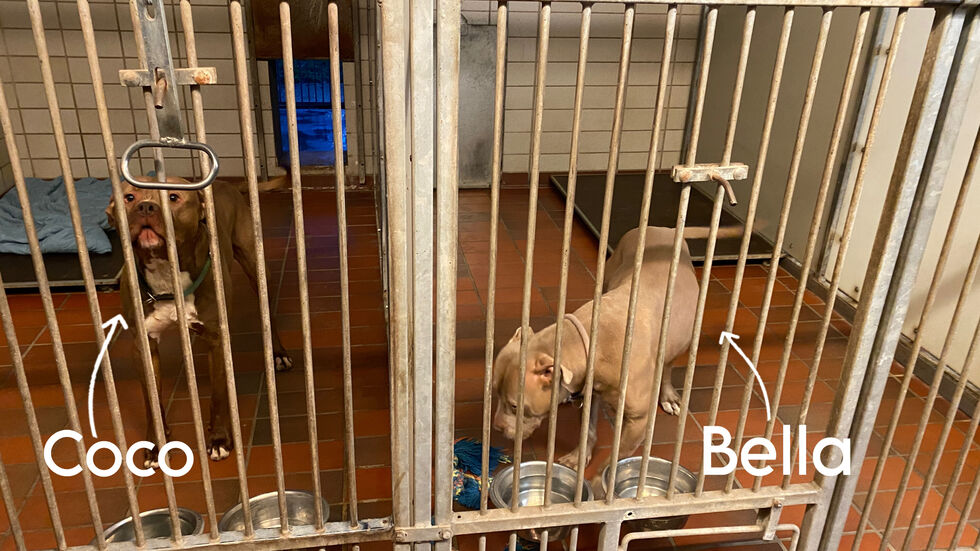 Coco lebt mit seiner Schwester Bella nebeneinander im Tierheim Leipzig.