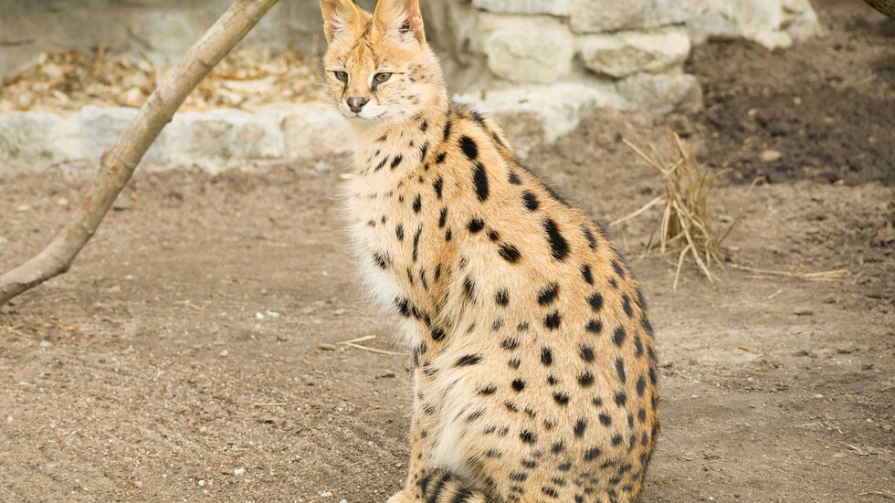 Serval-Dame Jamie in ihrer neuen Anlage.