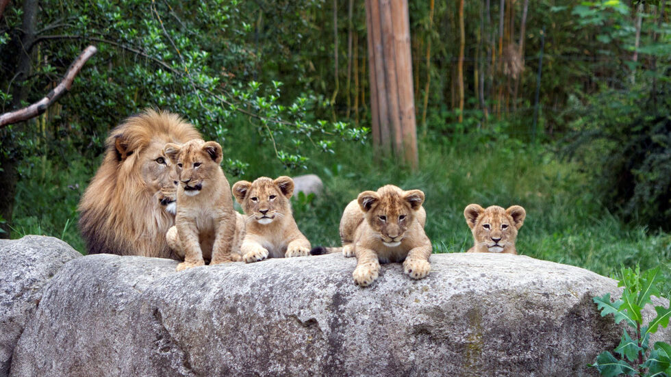 Majo mit seinem Nachwuchs
