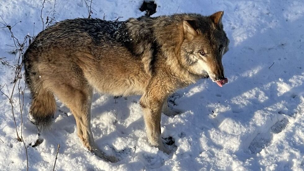 Wolf "August" im Januar 2023 im Wildgehege Moritzburg.