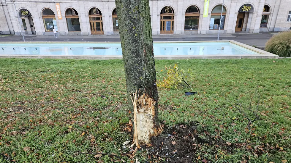 Der schwer beschädigte Baum.