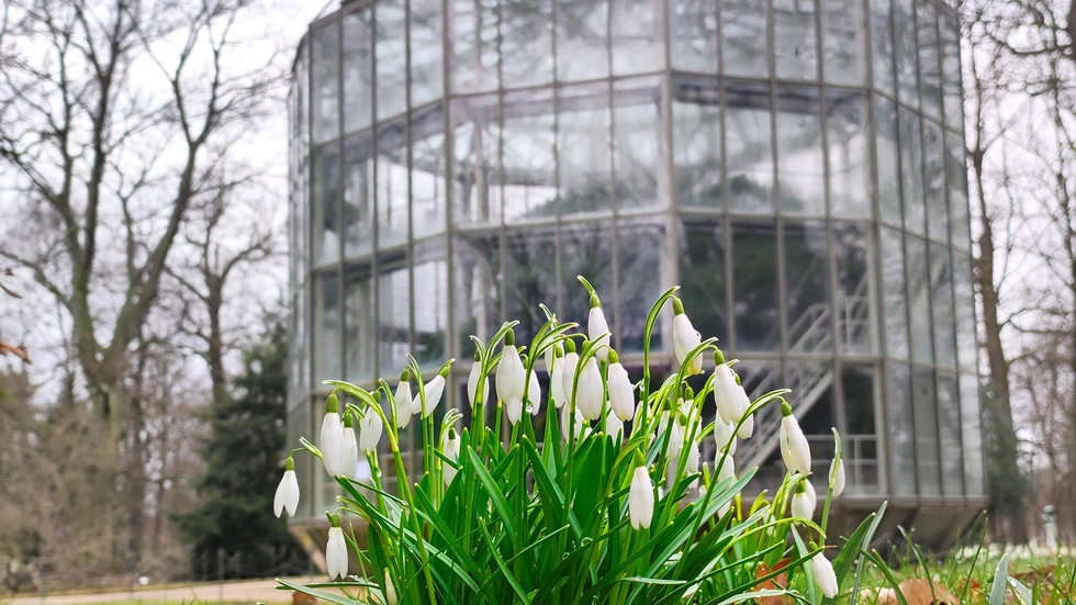 Ab Sonnabend können Besucher wieder die "Grand Dame" im Schlosspark Pillnitz bewundern