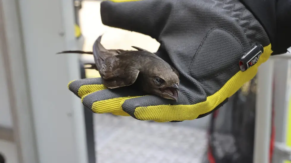 Tierischer Einsatz: Die Chemnitzer Feuerwehr befreite diesen Mauersegler. Tierischer Einsatz: Die Chemnitzer Feuerwehr befreite diesen Mauersegler Schwalbe.