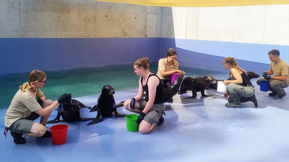 Tierpfleger mit den neuen Pinguinen in der neuen Leipziger Zoo-Themenwelt "Feuerland".