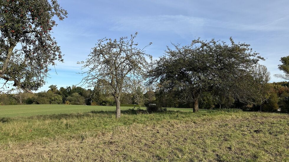 Auf dieser Koppel in Hörnitz wurde das misshandelte Tier entdeckt. Auf dieser Koppel in Hörnitz wurde das misshandelte Tier entdeckt.
