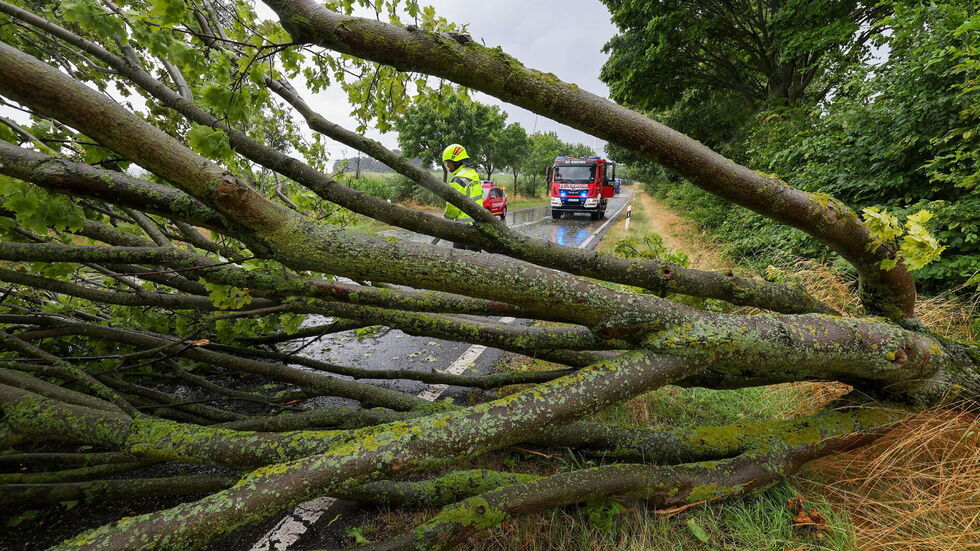 Umgestürzter Baum auf der Straße zwischen der A-4-Anschlussstelle Hohenstein-Ernstthal und St. Egidien