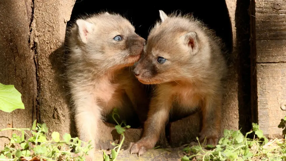 Die Drei vom Fuchsbau. Die Korsak-Welpen erkunden gerade ihr Gehege im Tierpark Chemnitz. Die Drei vom Fuchsbau. Die Korsak-Welpen erkunden gerade ihr Gehege im Tierpark Chemnitz.