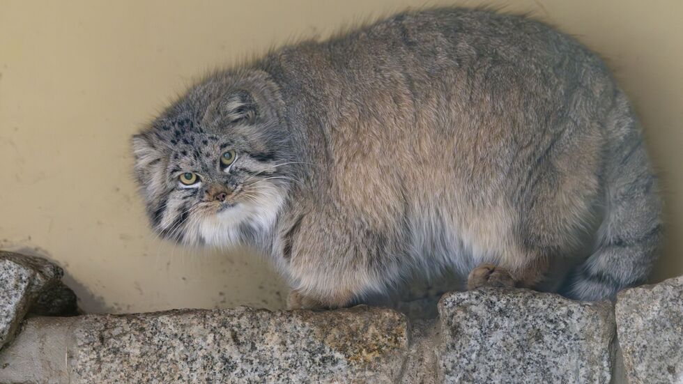 Der Manul stammt aus Gegenden, in denen selbst die Kälte eine Jacke braucht. Zentralasien. Steppe. Gebirge.
