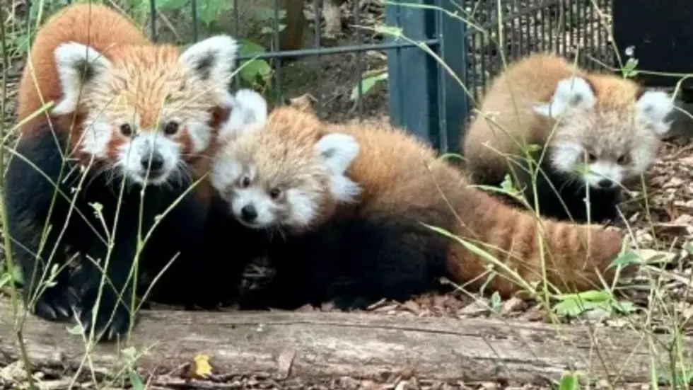 Erster Ausflug der Pandafamilie 2026 (Zayah, Kiran, Nishu vlnr) 
