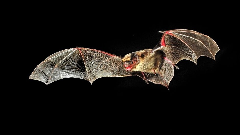 Zweifarbenfledermaus.