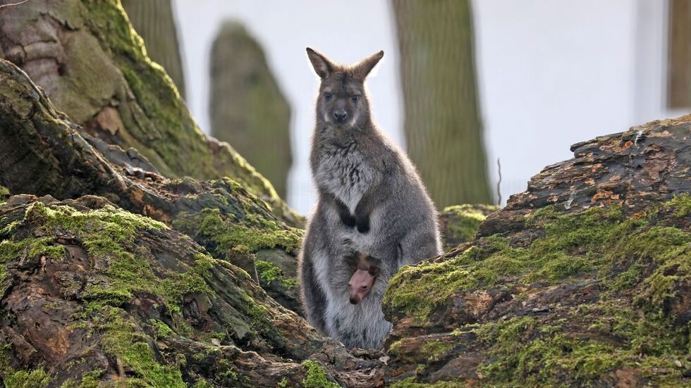 Besucher des Tierparks zieht es aktuell vor allem zum Känguru-Gehege, denn dort gibt es seit Mitte März niedlichen Nachwuchs.