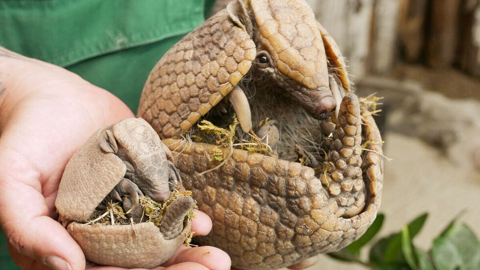 Das Jungtier mit Mutter Gwendolyn.