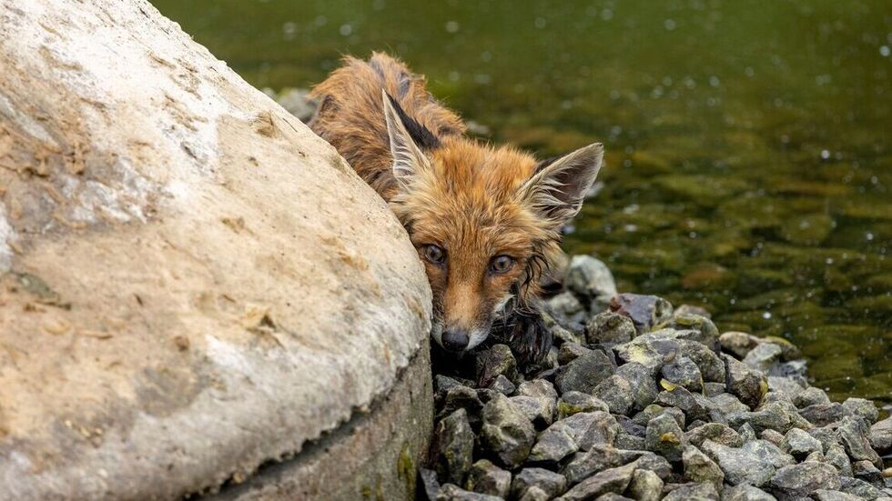 Der Fuchs saß verängstigt auf der Insel fest.