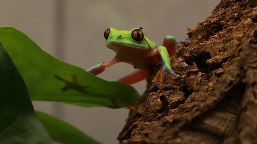 Gestatten, Agalychnis annae. 15 Orangeaugen-Frösche leben jetzt im Tierpark Chemnitz.