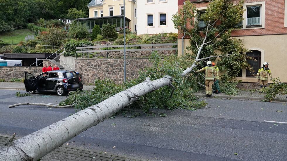 Im Plauenschen Grund fiel ein Baum auf der Tharandter Straße um.