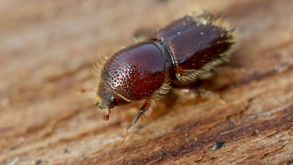 Borkenkäfer auf Fichtenrinde (Archivfoto)