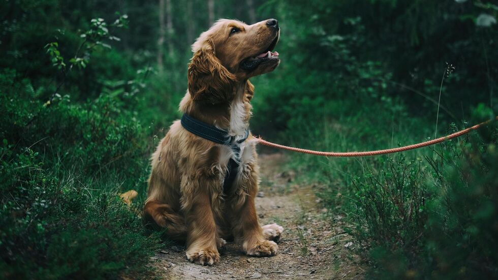 Ein Hund an der Leine (Symbolbild).