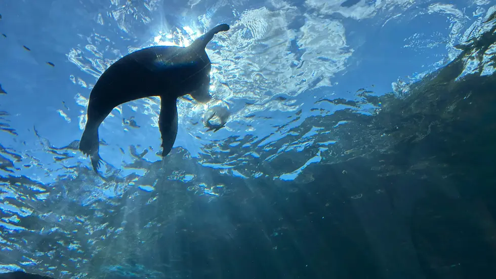 Von dem Unterwassertunnel aus bietet sich Besuchern ein faszinierender Einblick in die Welt der Wassertiere.