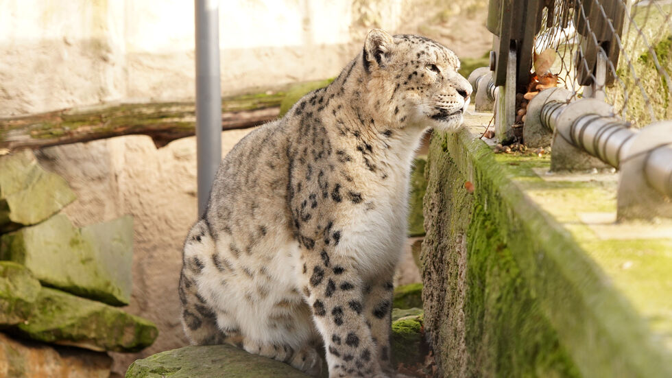 Gestatten, das ist Bataar: Aus Berlin, nun in Dresden! Der Schneeleopard Bataar.