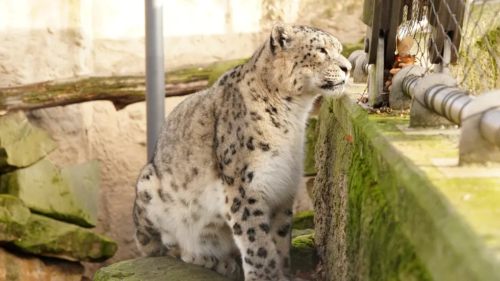 Der Schneeleopard Bataar.
