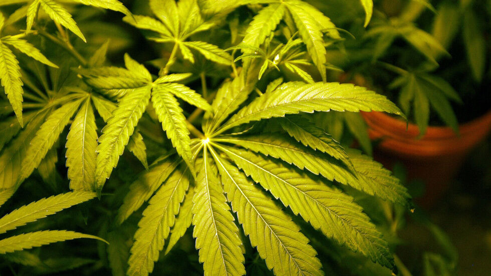 Mehr als 100 Cannabispflanzen wurden in der Wohnung des Mannes entdeckt (Symbolbild). Mehr als 100 Cannabispflanzen wurden in der Wohnung des Mannes entdeckt (Symbolbild).