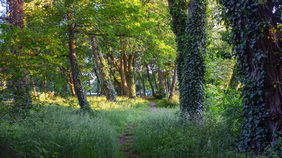 Ein Wald (Symbol).
