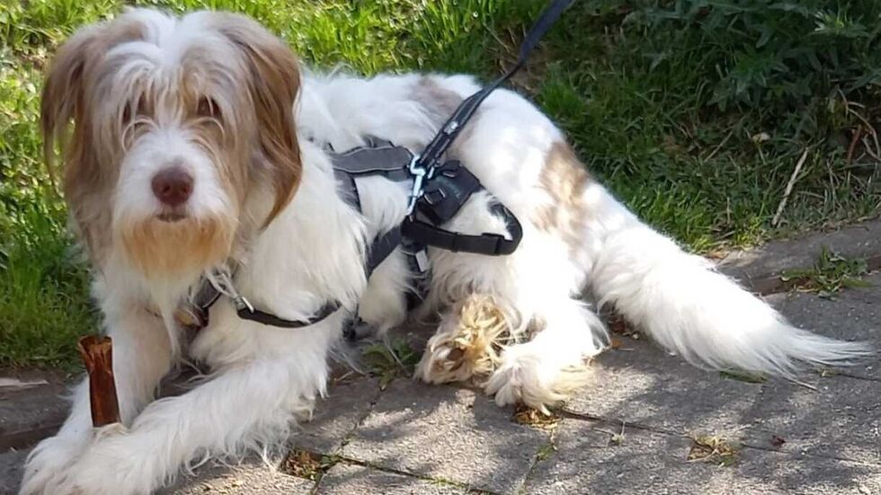 Mit diesem Bild wurde auch auf der Plattform "Tasso" im Internet nach "Kendry" gesucht. Mit diesem Bild wurde auch auf der Plattform "Tasso" im Internet nach "Kendry" gesucht.