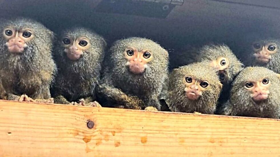 Sechs Zwergseidenaffen aus dem Görlitzer Tierpark sind umgezogen.