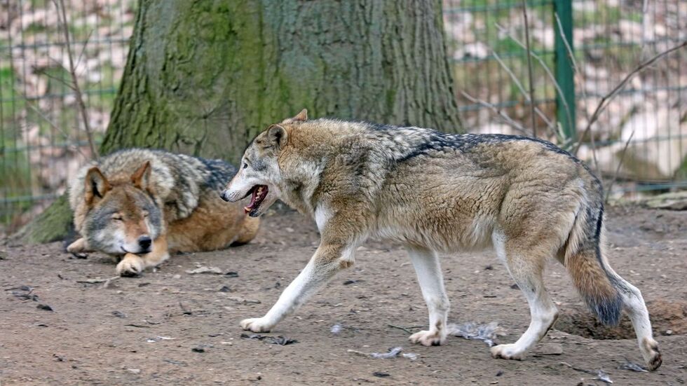 Das alte Wolfspaar im Tierpark Hirschfeld