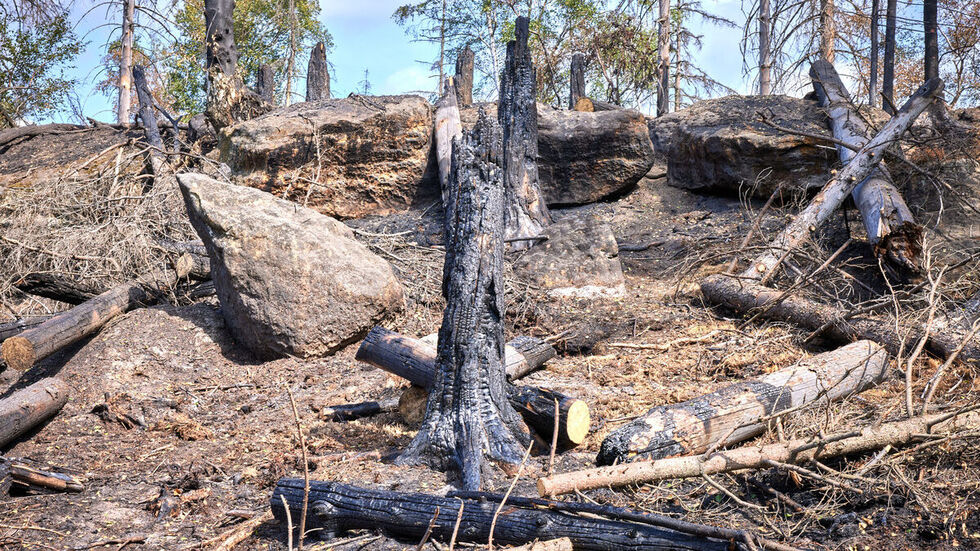 Um weitere Waldbrände wie in der Sächsischen Schweiz zu verhindern, gilt in Dresden die höchste Waldbrandstufe.