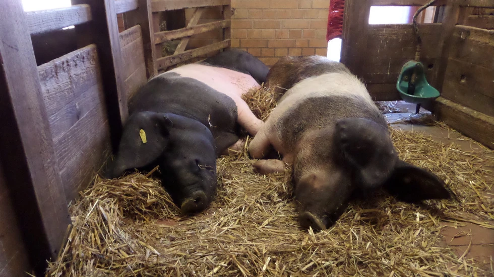 Diese Schweinehitze geht auf keine Schweinehaut! Diese Schweinehitze geht auf keine Schweinehaut!