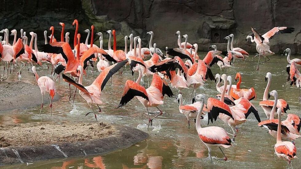 Die Flamingo-Lagune gehört nach dem Vogelgrippe-Verdachtsfall zu den geschlossenen Bereichen 