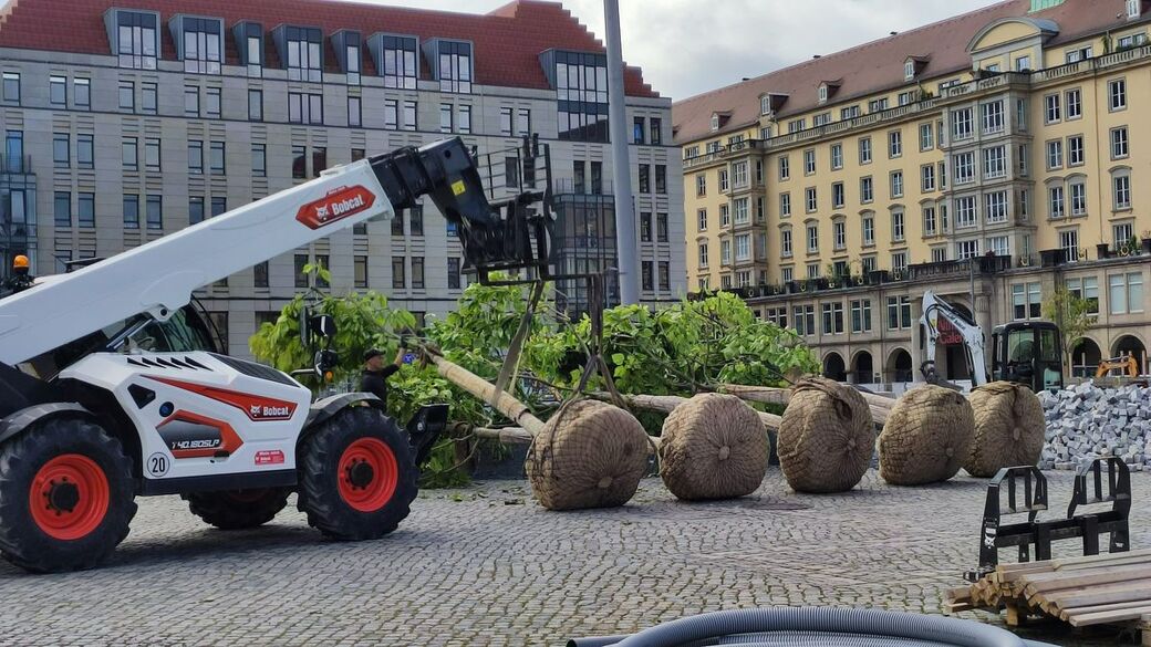 Die sechs Meter hohen Bäume werden zunächst auf den Platz abgelegt.