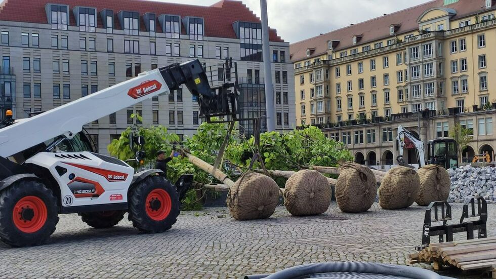 Für den Altmarkt gibt es satte Farbtupfer. Die ersten zehn der insgesamt 20 Trompetenbäume wurden am Mittwoch angeliefert.