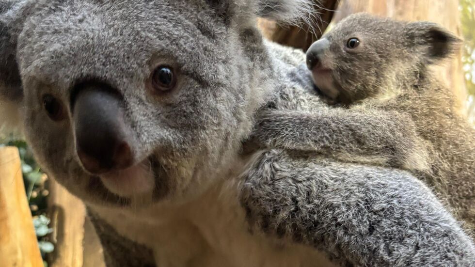 Koala-Mama Erlinga mit ihrer Tochter im Zoo Leipzi.