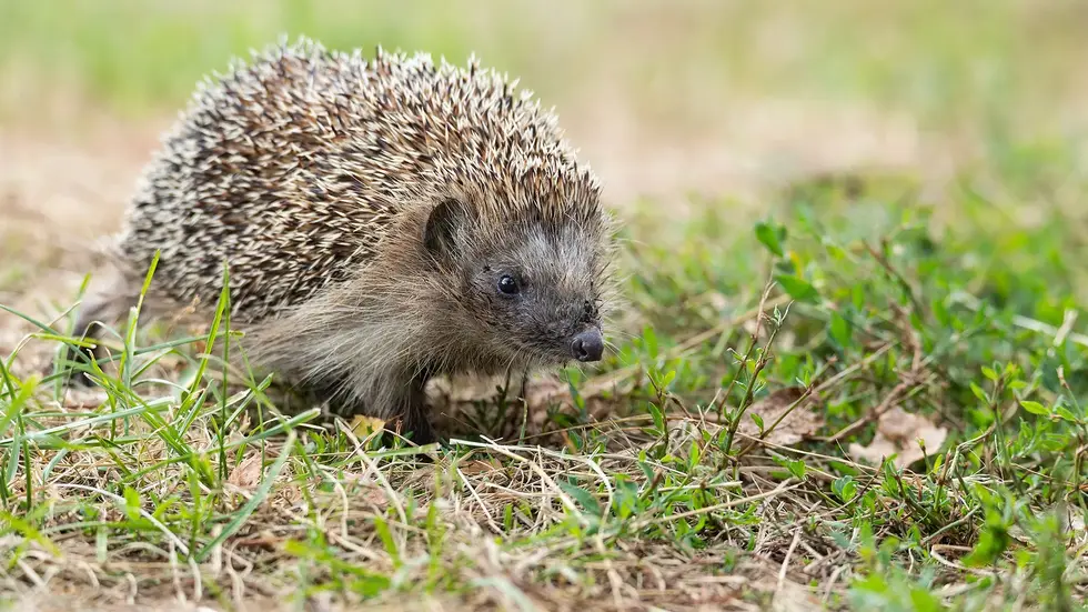 Igel