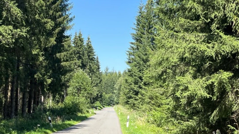 Straße im Hartmannsdorfer Forst Straße im Hartmannsdorfer Forst