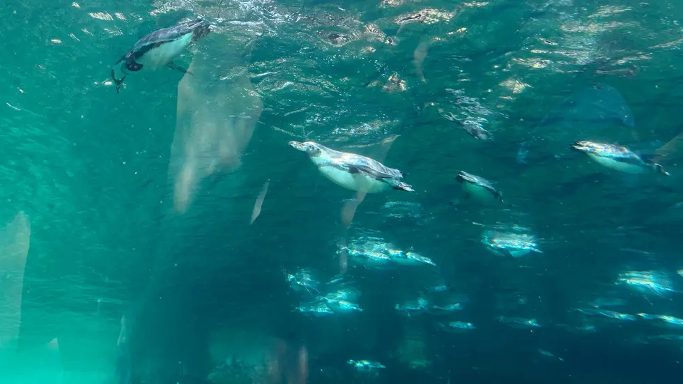Blick vom Feuerland-Unterwassertunnel auf die schwimmenden Pinguine